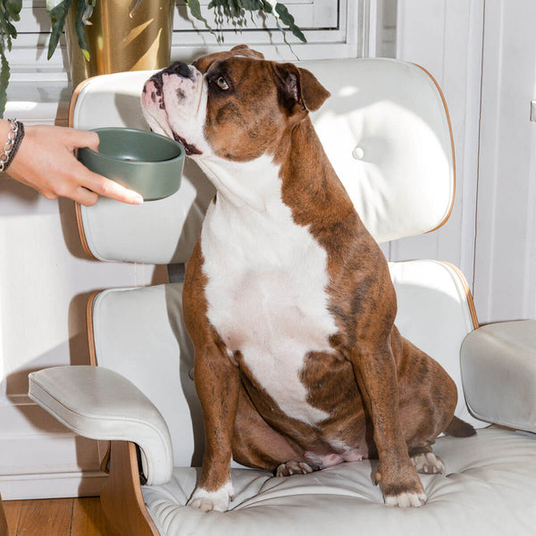 Braun-weiße Bulldogge sitzt auf einem Sessel und Frauchen hält ihr einen Napf vor die Nase