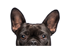 Bulldoggen