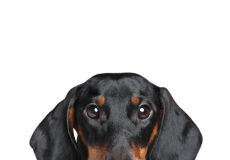 Kleine Jäger
