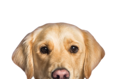 Retriever