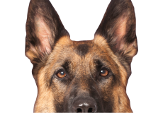 Schäferhunde