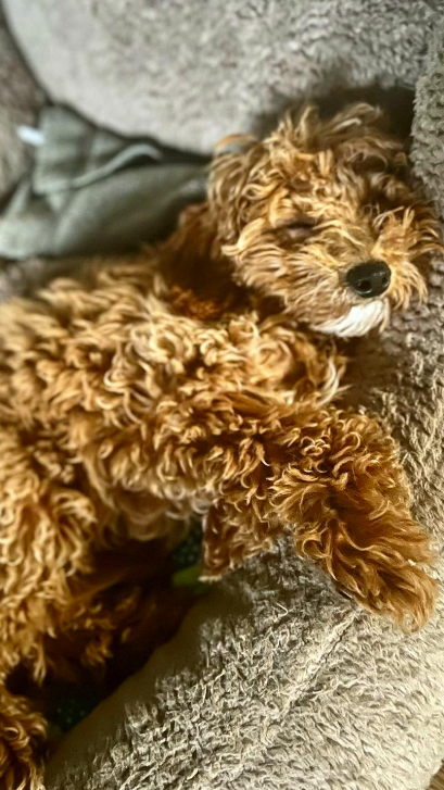 Hund schläft
