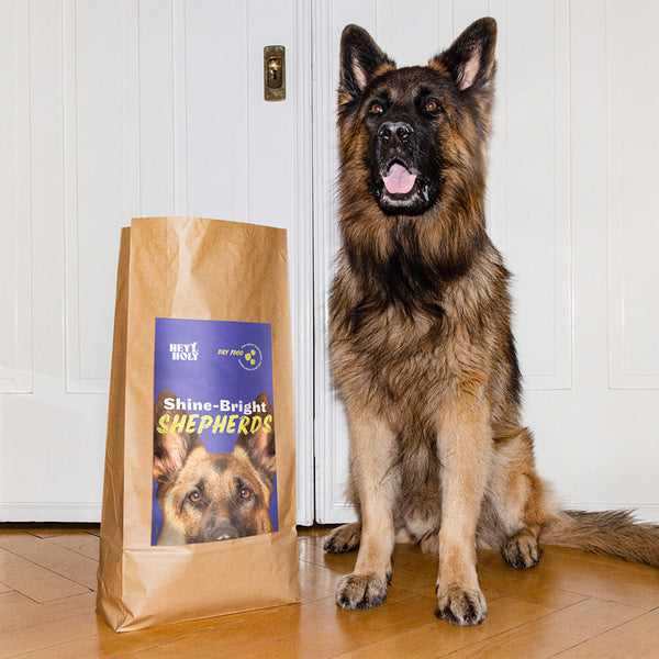 Brauner Schäferhund sitzt neben einem Shine-Bright Shepherds Trockenfutter Futtersack