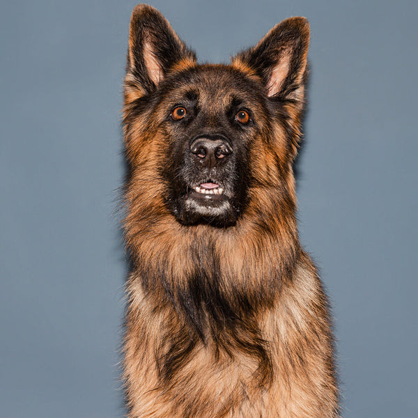 Shine-Bright Shepherds - Nassfutterprobe