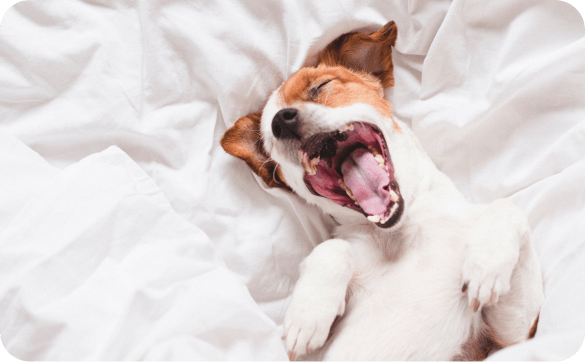 Hund liegt auf einem Bett und gähnt