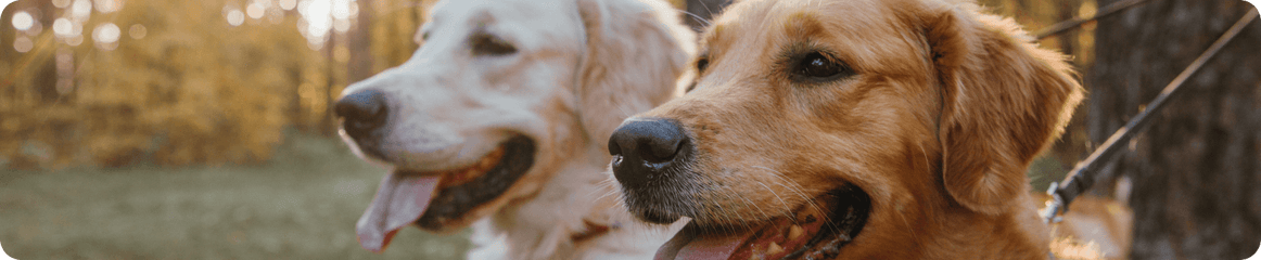 Zwei glückliche Golden Retriever auf einer Wiese