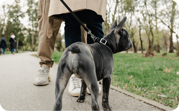 Französische Bulldogge spaziert mit Herrchen durch den Park
