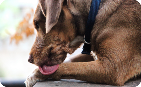 Brauner Hund leckt Pfoten
