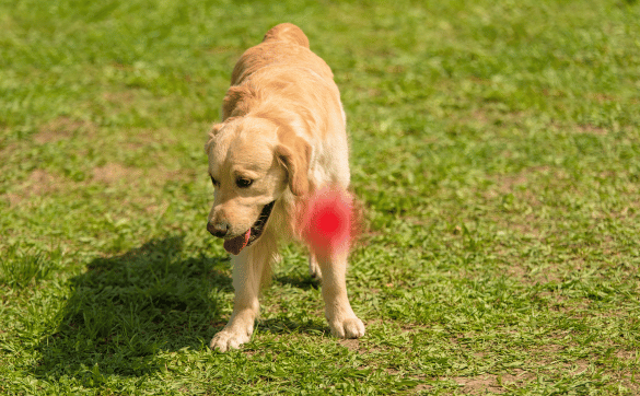 Golden Retriever auf einer Wiese