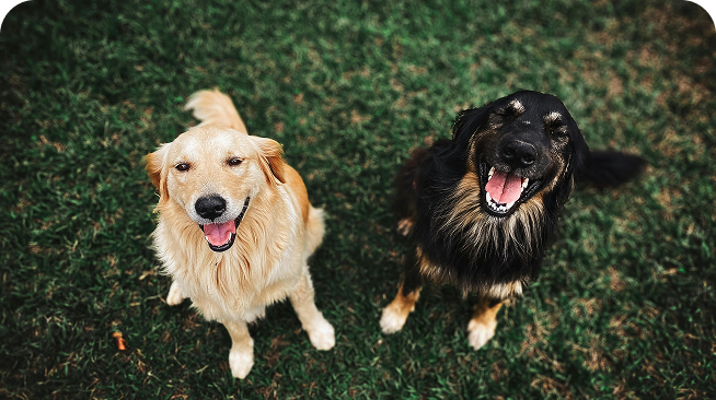 Zwei glückliche Hunde von oben
