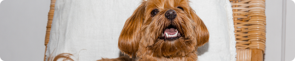 Brauner Hund schaut glücklich in die Kamera