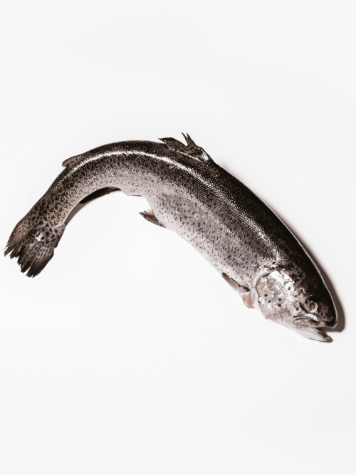 
                  
                    Fisch
                  
                